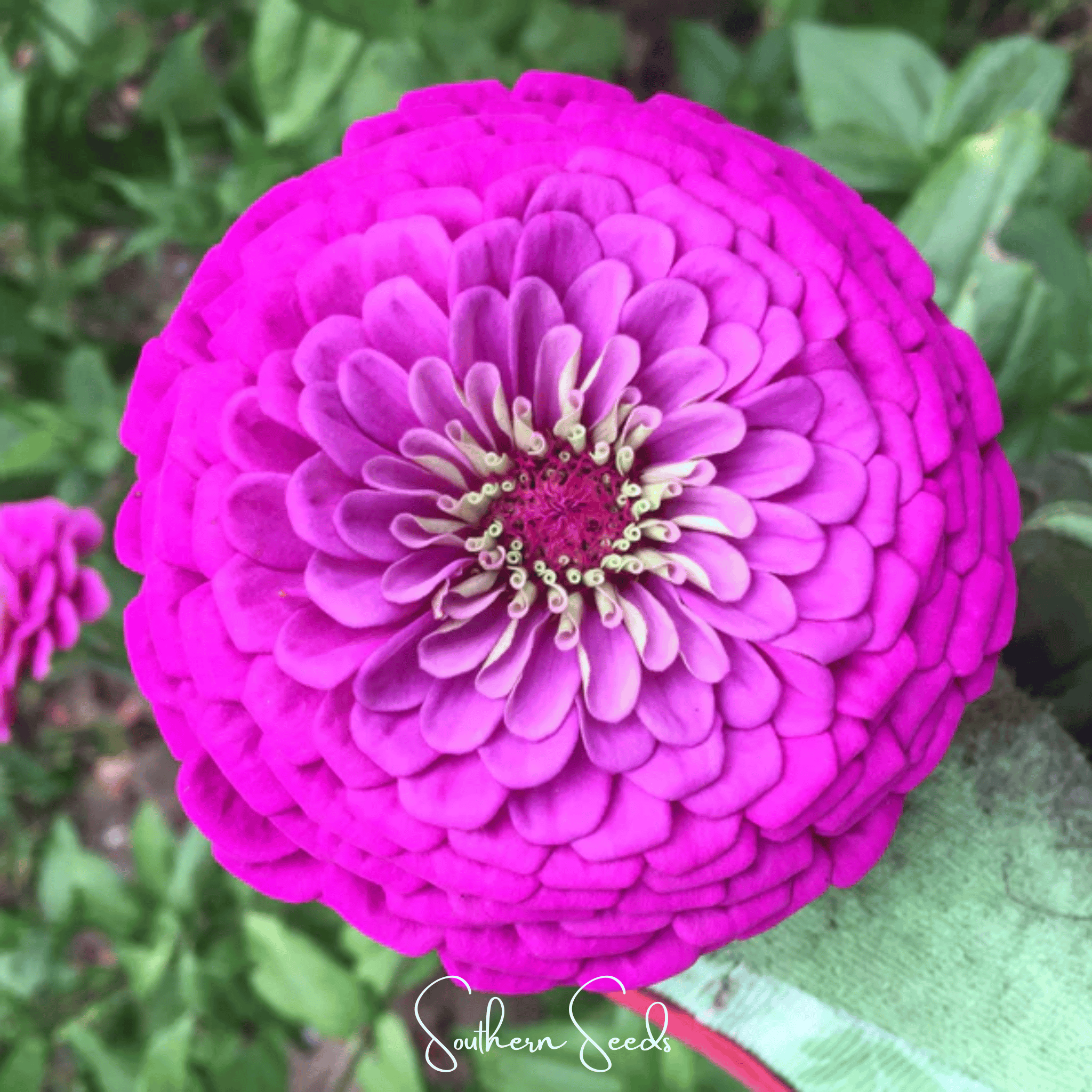 Blueberry Cheesecake Zinnia – 100 Seeds